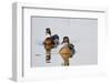 Wood Duck Male and Female in Wetland, Marion, Illinois, Usa-Richard ans Susan Day-Framed Photographic Print