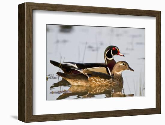 Wood Duck Male and Female in Wetland, Marion, Illinois, Usa-Richard ans Susan Day-Framed Photographic Print