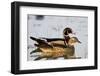 Wood Duck Male and Female in Wetland, Marion, Illinois, Usa-Richard ans Susan Day-Framed Photographic Print