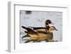 Wood Duck Male and Female in Wetland, Marion, Illinois, Usa-Richard ans Susan Day-Framed Photographic Print