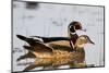 Wood Duck Male and Female in Wetland, Marion, Illinois, Usa-Richard ans Susan Day-Mounted Photographic Print
