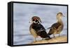 Wood Duck Male and Female on Log in Wetland, Marion, Illinois, Usa-Richard ans Susan Day-Framed Stretched Canvas