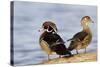 Wood Duck Male and Female on Log in Wetland, Marion, Illinois, Usa-Richard ans Susan Day-Stretched Canvas