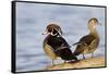 Wood Duck Male and Female on Log in Wetland, Marion, Illinois, Usa-Richard ans Susan Day-Framed Stretched Canvas