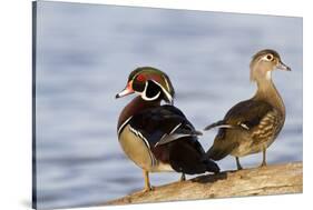 Wood Duck Male and Female on Log in Wetland, Marion, Illinois, Usa-Richard ans Susan Day-Stretched Canvas