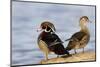 Wood Duck Male and Female on Log in Wetland, Marion, Illinois, Usa-Richard ans Susan Day-Mounted Photographic Print