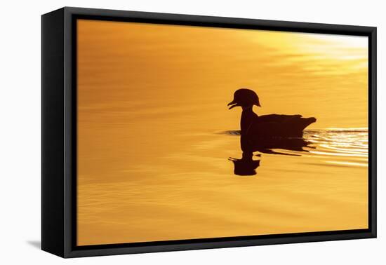 Wood duck male at sunrise in wetland, Marion County, Illinois.-Richard & Susan Day-Framed Stretched Canvas