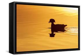 Wood duck male at sunrise in wetland, Marion County, Illinois.-Richard & Susan Day-Framed Stretched Canvas