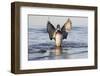 Wood duck male flapping wings in wetland, Marion County, Illinois.-Richard & Susan Day-Framed Photographic Print