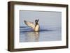 Wood Duck Male Flapping Wings in Wetland, Marion, Illinois, Usa-Richard ans Susan Day-Framed Photographic Print