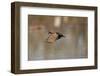 Wood Duck Male in Flight in Wetland, Marion, Illinois, Usa-Richard ans Susan Day-Framed Photographic Print