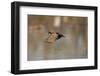 Wood Duck Male in Flight in Wetland, Marion, Illinois, Usa-Richard ans Susan Day-Framed Photographic Print