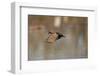 Wood Duck Male in Flight in Wetland, Marion, Illinois, Usa-Richard ans Susan Day-Framed Photographic Print