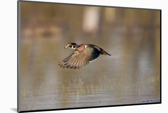 Wood Duck Male in Flight in Wetland, Marion, Illinois, Usa-Richard ans Susan Day-Mounted Photographic Print