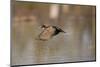 Wood Duck Male in Flight in Wetland, Marion, Illinois, Usa-Richard ans Susan Day-Mounted Photographic Print