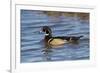 Wood Duck male in wetland, Illinois-Richard & Susan Day-Framed Premium Photographic Print