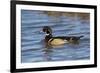 Wood Duck male in wetland, Illinois-Richard & Susan Day-Framed Premium Photographic Print