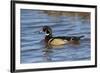Wood Duck male in wetland, Illinois-Richard & Susan Day-Framed Premium Photographic Print