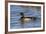 Wood Duck male in wetland, Illinois-Richard & Susan Day-Framed Premium Photographic Print