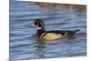 Wood Duck male in wetland, Illinois-Richard & Susan Day-Mounted Premium Photographic Print