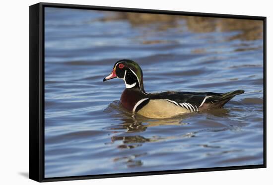 Wood Duck male in wetland, Illinois-Richard & Susan Day-Framed Stretched Canvas