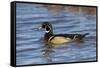 Wood Duck male in wetland, Illinois-Richard & Susan Day-Framed Stretched Canvas