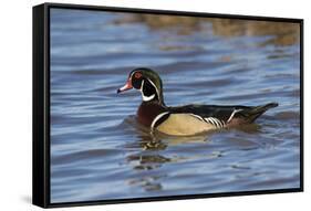 Wood Duck male in wetland, Illinois-Richard & Susan Day-Framed Stretched Canvas