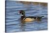 Wood Duck male in wetland, Illinois-Richard & Susan Day-Stretched Canvas