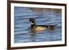 Wood Duck male in wetland, Illinois-Richard & Susan Day-Framed Photographic Print