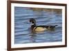 Wood Duck male in wetland, Illinois-Richard & Susan Day-Framed Photographic Print