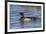 Wood Duck male in wetland, Illinois-Richard & Susan Day-Framed Photographic Print