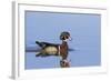 Wood Duck Male in Wetland, Marion County, Il-Richard and Susan Day-Framed Photographic Print