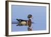 Wood Duck Male in Wetland, Marion County, Il-Richard and Susan Day-Framed Photographic Print