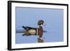 Wood Duck Male in Wetland, Marion County, Il-Richard and Susan Day-Framed Photographic Print