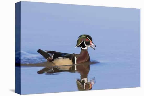 Wood Duck Male in Wetland, Marion County, Il-Richard and Susan Day-Stretched Canvas