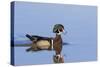 Wood Duck Male in Wetland, Marion County, Il-Richard and Susan Day-Stretched Canvas