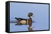 Wood Duck Male in Wetland, Marion County, Il-Richard and Susan Day-Framed Stretched Canvas