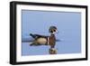 Wood Duck Male in Wetland, Marion County, Il-Richard and Susan Day-Framed Photographic Print