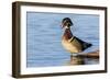 Wood duck male in wetland, Marion County, Illinois.-Richard & Susan Day-Framed Photographic Print