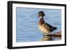 Wood duck male in wetland, Marion County, Illinois.-Richard & Susan Day-Framed Photographic Print