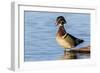 Wood duck male in wetland, Marion County, Illinois.-Richard & Susan Day-Framed Photographic Print