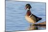 Wood duck male in wetland, Marion County, Illinois.-Richard & Susan Day-Mounted Photographic Print