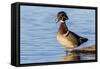 Wood duck male in wetland, Marion County, Illinois.-Richard & Susan Day-Framed Stretched Canvas