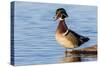 Wood duck male in wetland, Marion County, Illinois.-Richard & Susan Day-Stretched Canvas