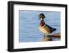 Wood duck male in wetland, Marion County, Illinois.-Richard & Susan Day-Framed Photographic Print