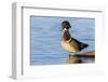 Wood duck male in wetland, Marion County, Illinois.-Richard & Susan Day-Framed Photographic Print