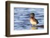 Wood duck male in wetland, Marion County, Illinois.-Richard & Susan Day-Framed Photographic Print