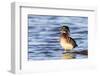 Wood duck male in wetland, Marion County, Illinois.-Richard & Susan Day-Framed Photographic Print