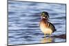 Wood duck male in wetland, Marion County, Illinois.-Richard & Susan Day-Mounted Photographic Print