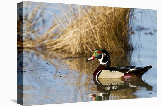 Wood Duck Male in Wetland, Marion, Illinois, Usa-Richard ans Susan Day-Stretched Canvas